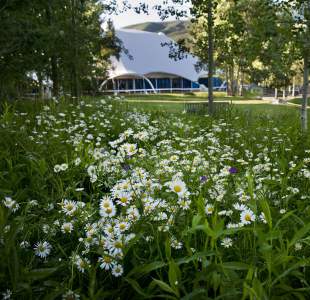 /images/uploads/generic/Tent_daisies_2000.jpg